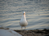 Gull.jpg