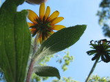 Ants Eye View.JPG