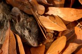 dead rat amongst leafs