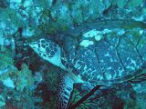 Sea Turtle