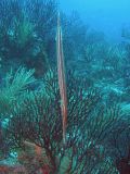 Trumpetfish