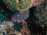 Spotted Moray