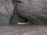 Hopewell Rocks