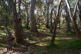 Flinders Ranges Sep 05 011