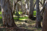 Flinders Ranges Sep 05 012