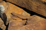 Flinders Ranges Sep 05 013