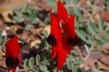 Flinders Ranges Sep 05 023