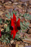 Flinders Ranges Sep 05 025