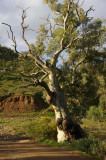 Flinders Ranges Sep 05 065