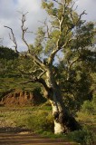 Flinders Ranges Sep 05 066