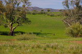 Flinders Ranges Sep 05 084