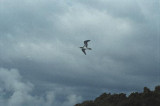 bird in flight