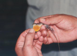 lizard