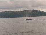 whale with calf