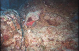 scarlet conch