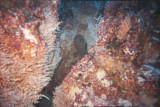 eel