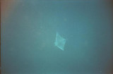 manta ray