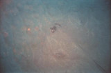 stingray in sand