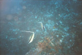 Moorish Idols