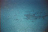 whitetips in sand