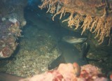 whitetips hiding