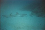 whitetip in sand