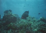 black grouper