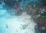 reefscape