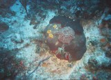 sponge