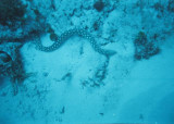 sharptail eel