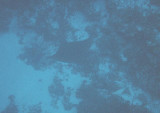 spotted eagle ray