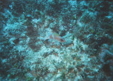 Squirrelfish