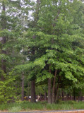 HPIM2687.jpg