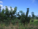 IMG_0451.JPG