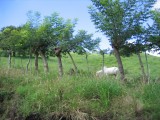 IMG_0454.JPG