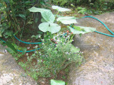 IMG_0571.JPG