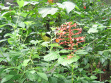 IMG_0572.JPG