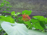IMG_0581.JPG