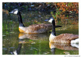 CanGeese.2.5707.jpg