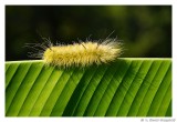 Caterpillar.6090.jpg