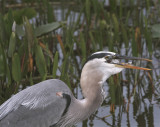 Great Blue Heron Swallowing.jpg