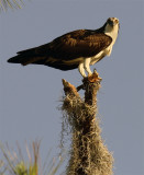 Osprey on Branch at Morning.jpg