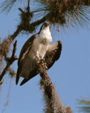 Osprey from below wings flexed.jpg