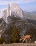 Half Dome from Glacier Point with Deer.jpg