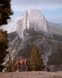Half Dome from Glacier with Deer Grazing.jpg