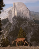 Half Dome from Glacier Point with Deer 2.jpg