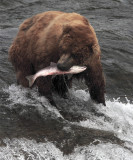 Bear at falls with salmon in mouth vertical.jpg
