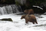Two bears and a flying gull at the falls.jpg