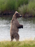 Momma Bear standing.jpg