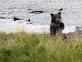 Bear Cub chewing on grass at the shore.jpg